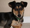 Henry the Clever Fox Terrier