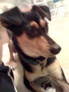 Henry the Clever Fox Terrier