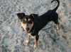 Henry the Clever Fox Terrier