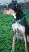 Henry the Clever Fox Terrier