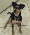 Henry the Clever Fox Terrier