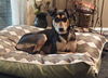 Henry the Clever Fox Terrier