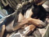 Henry the Clever Fox Terrier