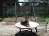 Henry the Clever Fox Terrier
