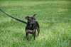 LuLu the Trained Dachshund Mix Puppy