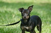 LuLu the Trained Dachshund Mix Puppy