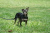 LuLu the Trained Dachshund Mix Puppy