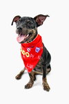 LuLu the Trained Dachshund Mix Puppy
