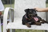 LuLu the Trained Dachshund Mix Puppy