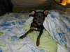 LuLu the Trained Dachshund Mix Puppy