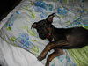 LuLu the Trained Dachshund Mix Puppy