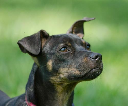 LuLu the Trained Dachshund Mix Puppy