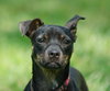 LuLu the Trained Dachshund Mix Puppy