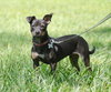 LuLu the Trained Dachshund Mix Puppy