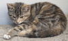 Mandy Belle the Torbie Kitten