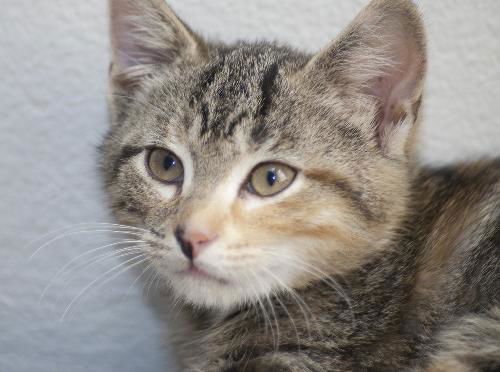 Mandy Belle the Torbie Kitten