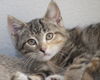 Mandy Belle the Torbie Kitten