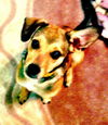 Wiley Coyote the Sweet Little Dog