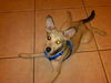 Wiley Coyote the Sweet Little Dog