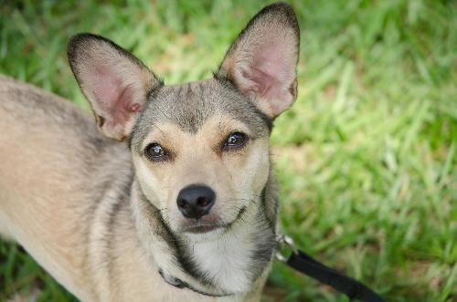 Chihuahua store coyote mix