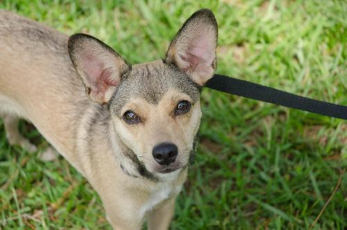 Chihuahua store coyote mix