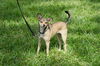 Wiley Coyote the Sweet Little Dog
