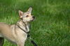 Wiley Coyote the Sweet Little Dog