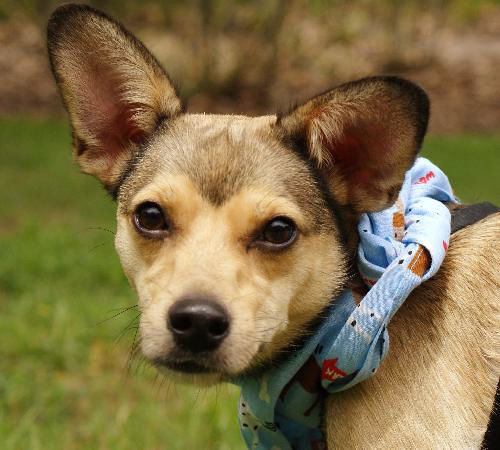 Wiley Coyote the Sweet Little Dog