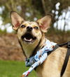 Wiley Coyote the Sweet Little Dog