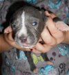 Grayson the Blue Puppy