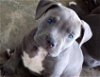 Slate the Blue Puppy