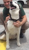 Marshmallow the Sweet Husky