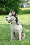 Marshmallow the Sweet Husky