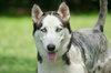 Marshmallow the Sweet Husky
