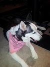 Marshmallow the Sweet Husky
