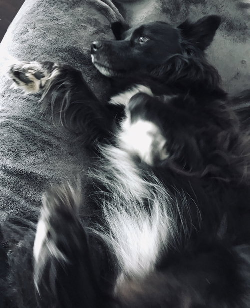 Jackie the Border Collie Puppy