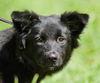 Jackie the Border Collie Puppy