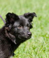 Jackie the Border Collie Puppy