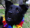 Jackie the Border Collie Puppy