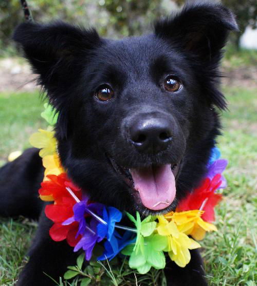 Jackie the Border Collie Puppy