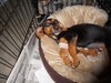 Tia the Beagle Doxi Mix Puppy