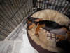 Tia the Beagle Doxi Mix Puppy