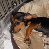 Tia the Beagle Doxi Mix Puppy