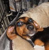 Tia the Beagle Doxi Mix Puppy