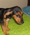 Tia the Beagle Doxi Mix Puppy