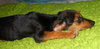 Tia the Beagle Doxi Mix Puppy
