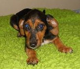 Tia the Beagle Doxi Mix Puppy