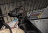 Maddie the Little Dachshund Puppy