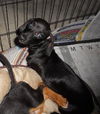 Maddie the Little Dachshund Puppy