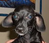 Maddie the Little Dachshund Puppy